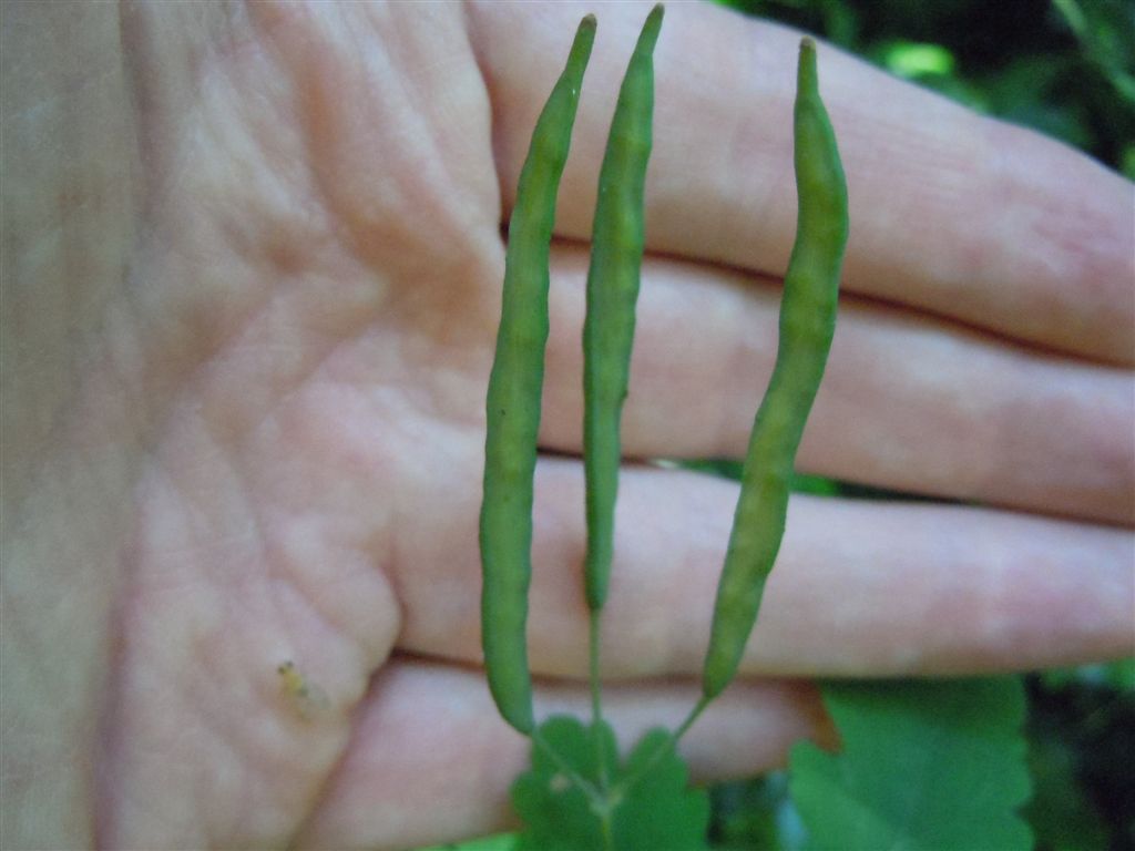 Chelidonium majus